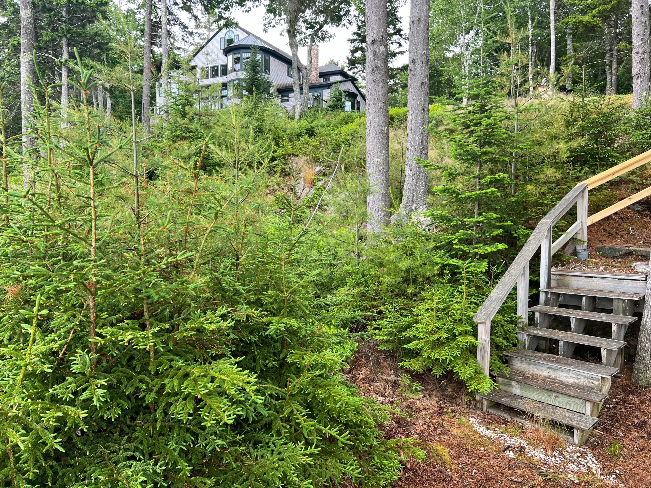 Forest pathway leading to a house